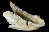 Fossil Oreodont (Merycoidodon) Mandible - Wyoming #143849-3